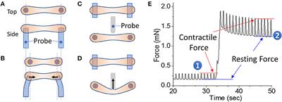 Genetic and Tissue Engineering Approaches to Modeling the Mechanics of Human Heart Failure for Drug Discovery